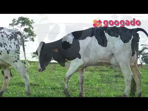 LOTE 07 - 2 VACAS GIROLANDO 1/2 SANGUE EM LACTAÇÃO